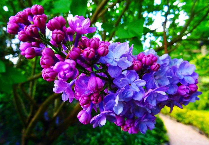 Eine Blume die sich öffnet